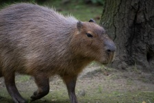 Kapybara, velký hlodavec