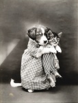 Katze gekleidetes Vintages Foto