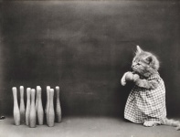 Foto vintage vestida de gato