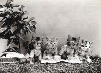 Gato vestido vintage foto