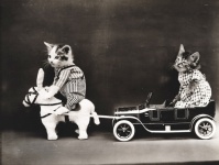 Kattklädd vintagefoto