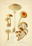 Champion houba vintage ilustrace