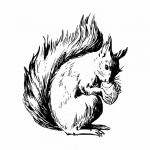 Clip art squirrel illustration