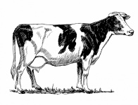 Clipart vaca carne ilustración