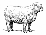 Clipart sheep art illustration