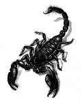 Clipart scorpion vintage art
