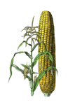 Corn Vintage Vegetable Art