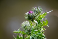 Thistle, Purple Flower, Plant