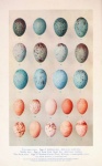 Eggs bird vintage art