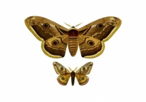 Emperor Moth Vintage Art