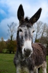Donkey head donkey