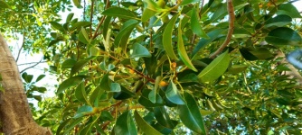 Ficus fruit