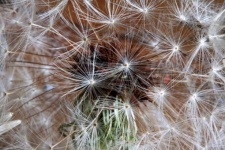 Filaments On White Dandelion Seed