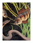 Ilustrație de anghilă de biban de pește