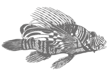 Fish Drawing Clip Art