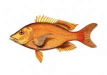 Fish Red Snapper Vintage Art