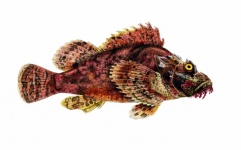 Pește Scorpionfish Vintage Art