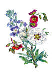 Clipart vintage de buquê floral