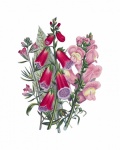Flower Foxglove Vintage Art