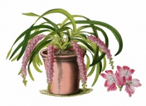 Flower Pink Orchid Vintage