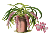Flower Pink Orchid Vintage