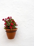 Blomkruka på en vägg