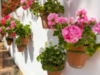 Flowerpots hanging on the wall