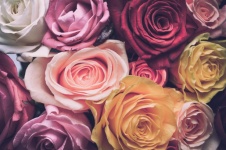 Fleurs, texture, roses, bouquet,