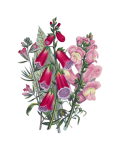 Foxglove blomma vintage konst