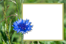 Keret, kék virág, búzavirág