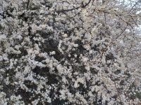 Jarní květy strom hloh