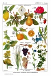 Pôster Vintage de Plantas de Frutas