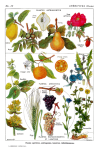 Pôster Vintage de Plantas de Frutas