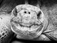 Galapágská obří želva