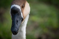 Goose, Chinese knobby goose