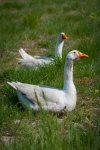 Geese, Goose, bird