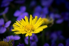 Yellow flower, Heart sunflower