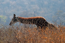 Girafe au cou courbé
