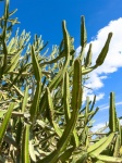 Groene cactussen en blauwe lucht
