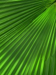 Green palm leaf texture