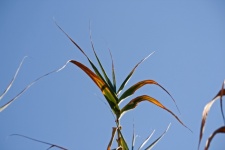 Green Reed Leaves With Tips Drying
