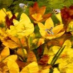 Fleurs de crocus jaunes