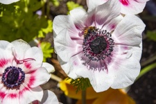 Poppy Anemone And A Bee
