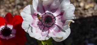 Poppy anemone and a bee