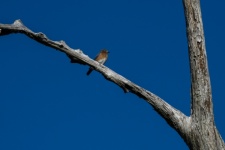 птица на дереве