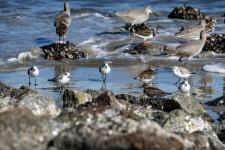 Shorebirds In The Ocean