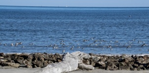 Flock of shore birds flying