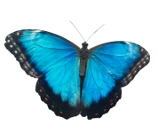 Farfalla morfo isolata