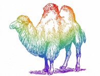 Camel vintage illustration
