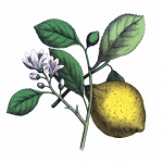 Lemon Fruit With Blossom